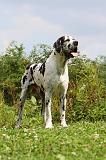 DOGUE ALLEMAND 241